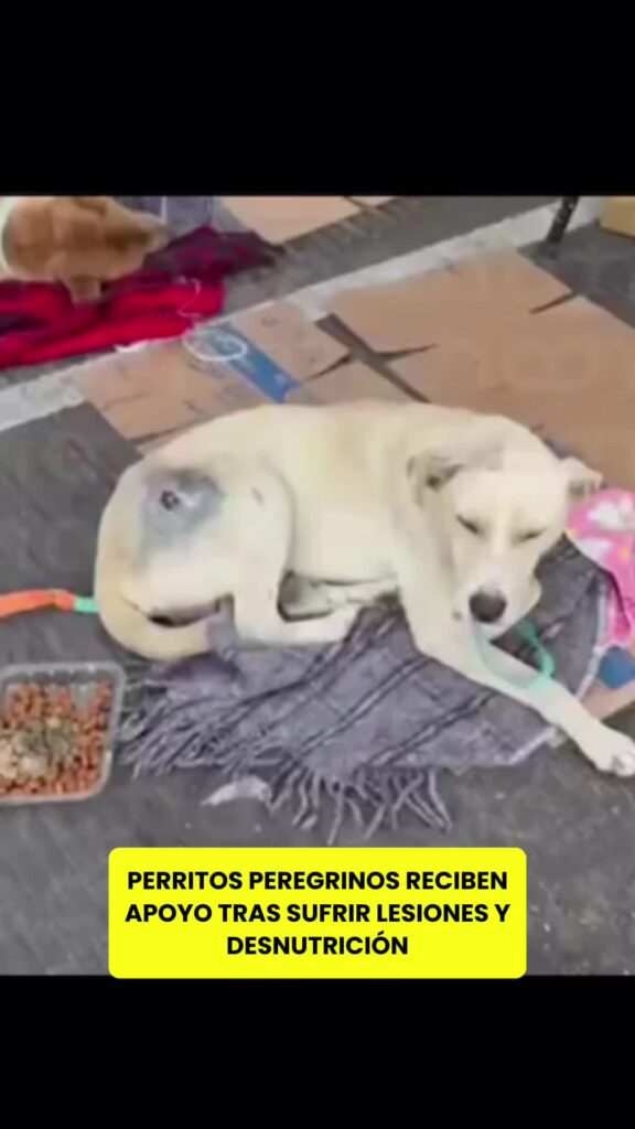 @elhilomx Varios perros peregrinos presentan signos de lesiones, deshidratación,…
