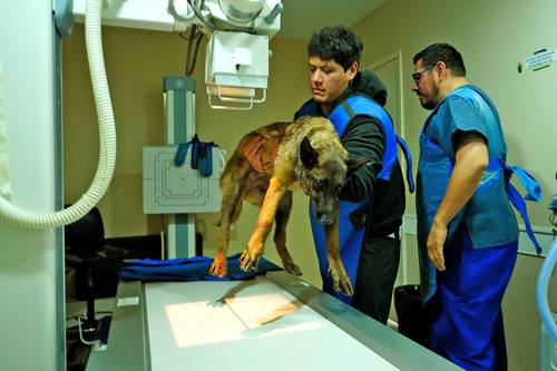 Hospital Veterinario de la CDMX: Atención Integral a Pesar de Limitaciones