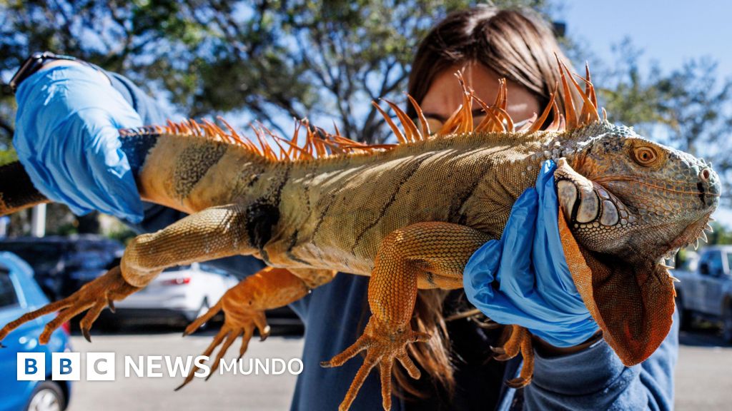 Iguanas en caída: el misterio del frío en Florida