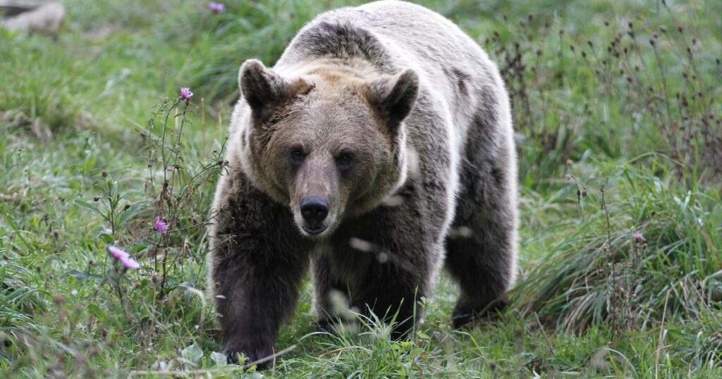 Encuentros con osos: Guía para un encuentro seguro con la naturaleza