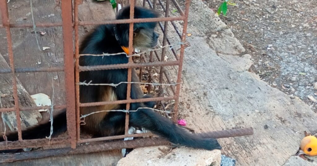 Protección de 138 animales silvestres en operativos contra el tráfico ilegal