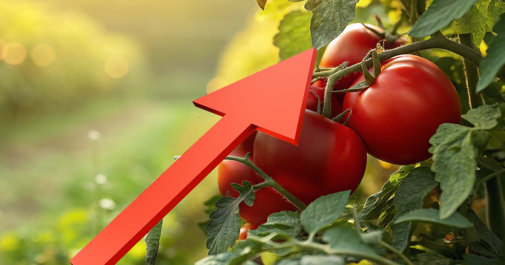 Aumento del precio del jitomate: razones detrás del incremento anual