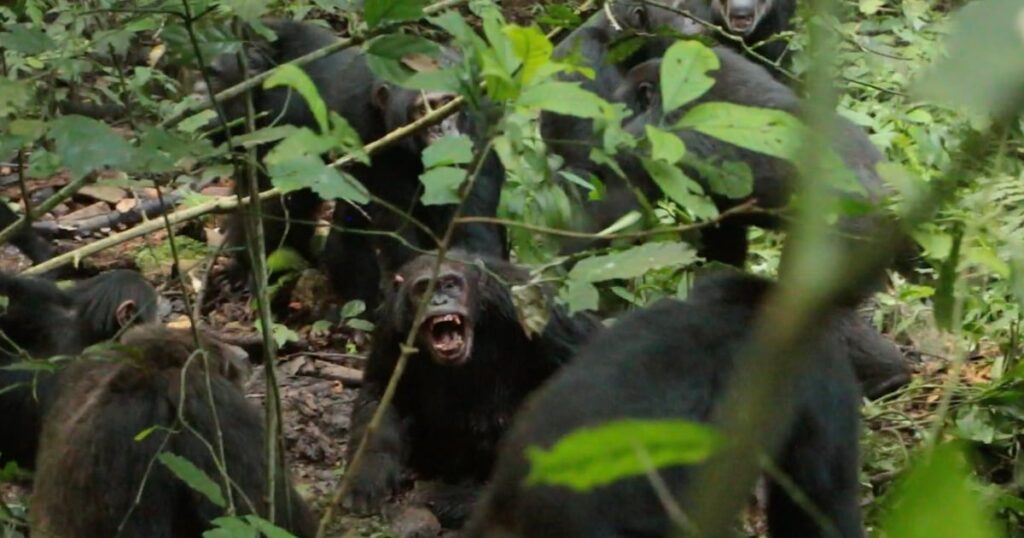 Guerra de Chimpancés en Uganda: ¿Realidad o Mito?