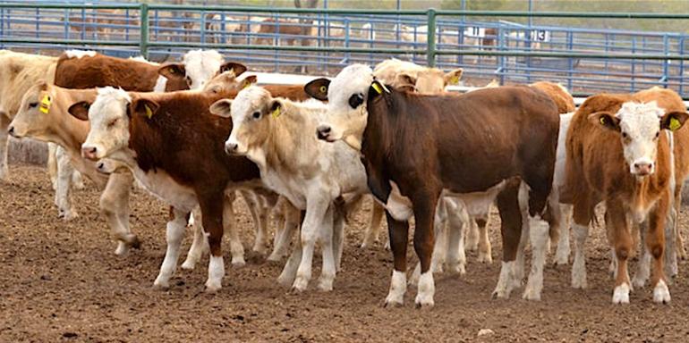 Reapertura del mercado estadounidense para el ganado mexicano en julio