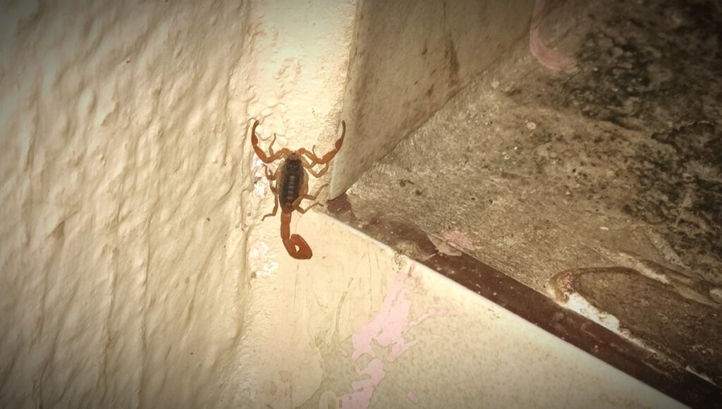 Turista menor de edad fallece tras picadura de alacrán en Durango