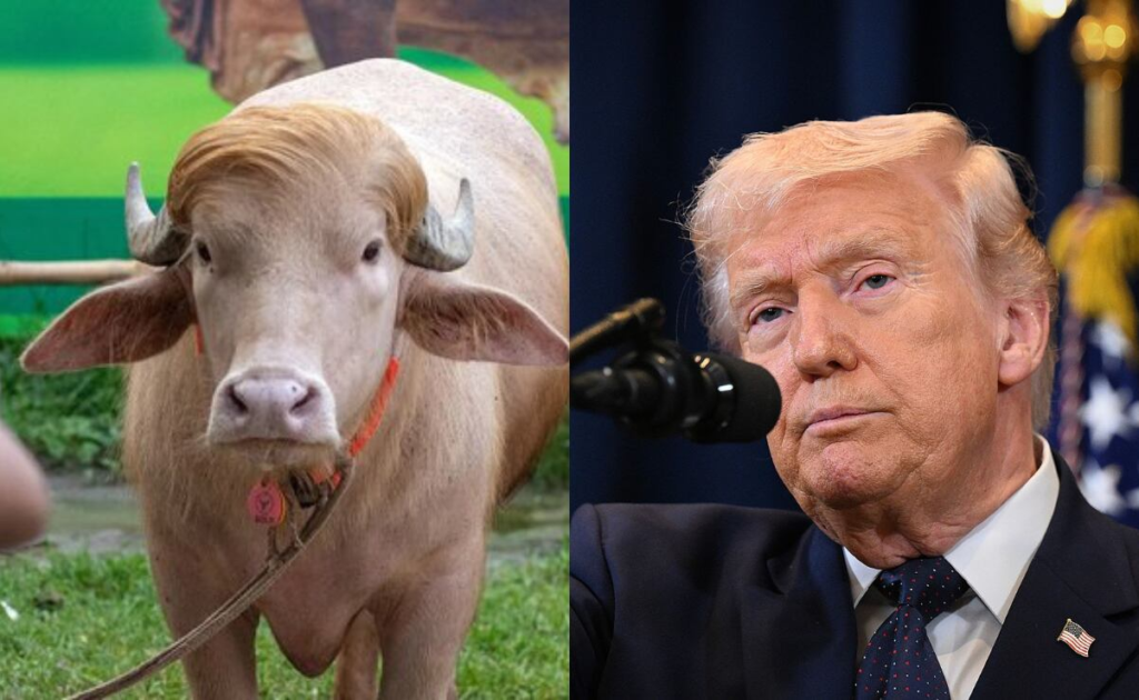 Búfalo albino sorprende por su parecido con Donald Trump y atrae multitudes