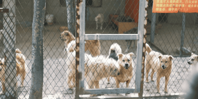 Controlan la venta de mascotas en línea en CDMX