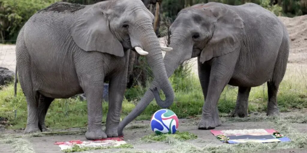 Animales del Zoológico Mexicano Predicen Resultados de los Mundiales