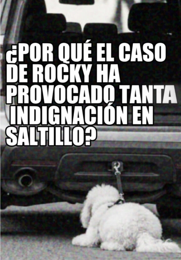 @elhilomx Rocky, un perro de raza gigante de los Pirineos, fue amarrado, arrastr…
