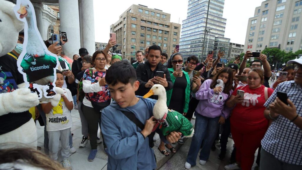 Alerta por venta ilegal de patos en CDMX tras el éxito de Merlín en el Mundial