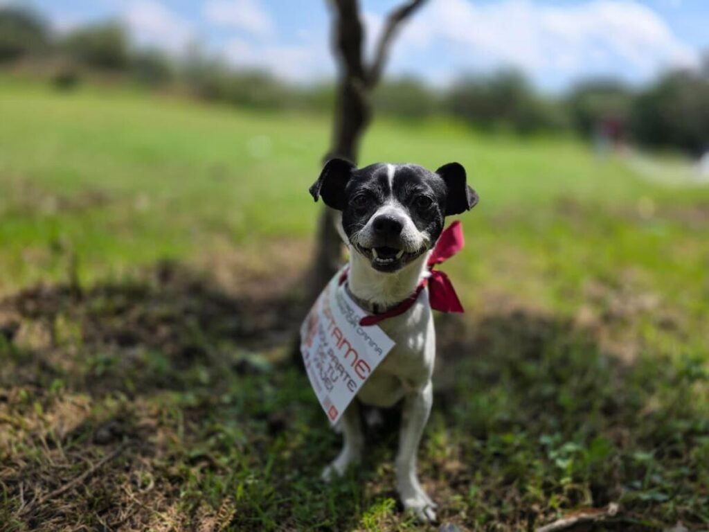 Centro de Transferencia Canina del Metro de CDMX celebra su aniversario