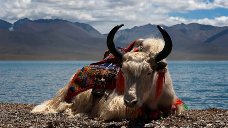 Cuernos y Pelo: El Dilema de los Yaks Clonados