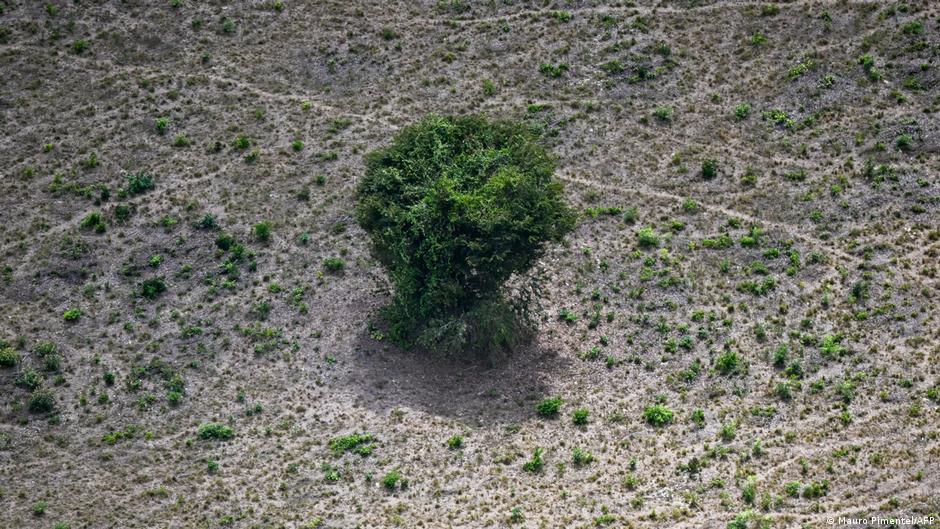 Desafiando el Reglamento Europeo Antideforestación