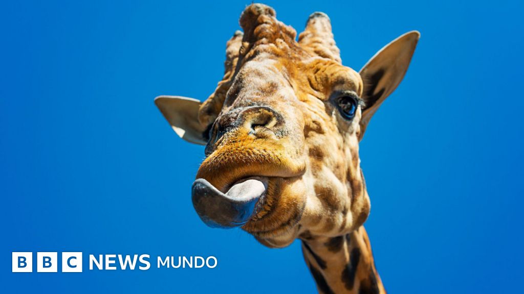 La lengua que llevó a los animales de los mares a la tierra firme