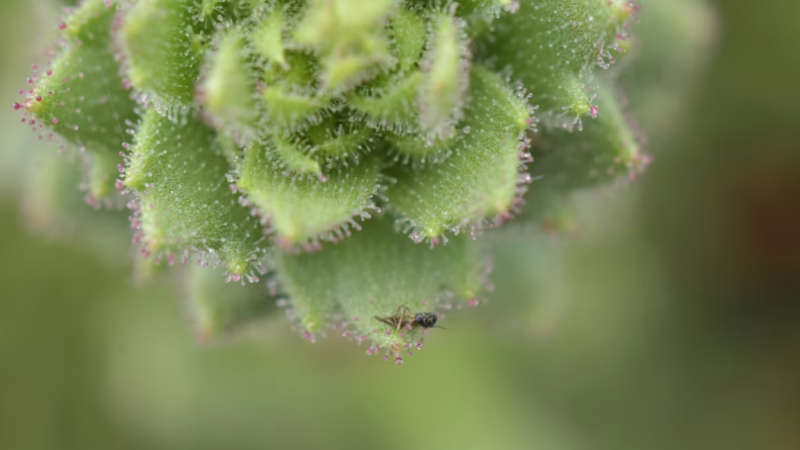 Darwin y su legado: La sorprendente confirmación de una planta carnívora 150 años después