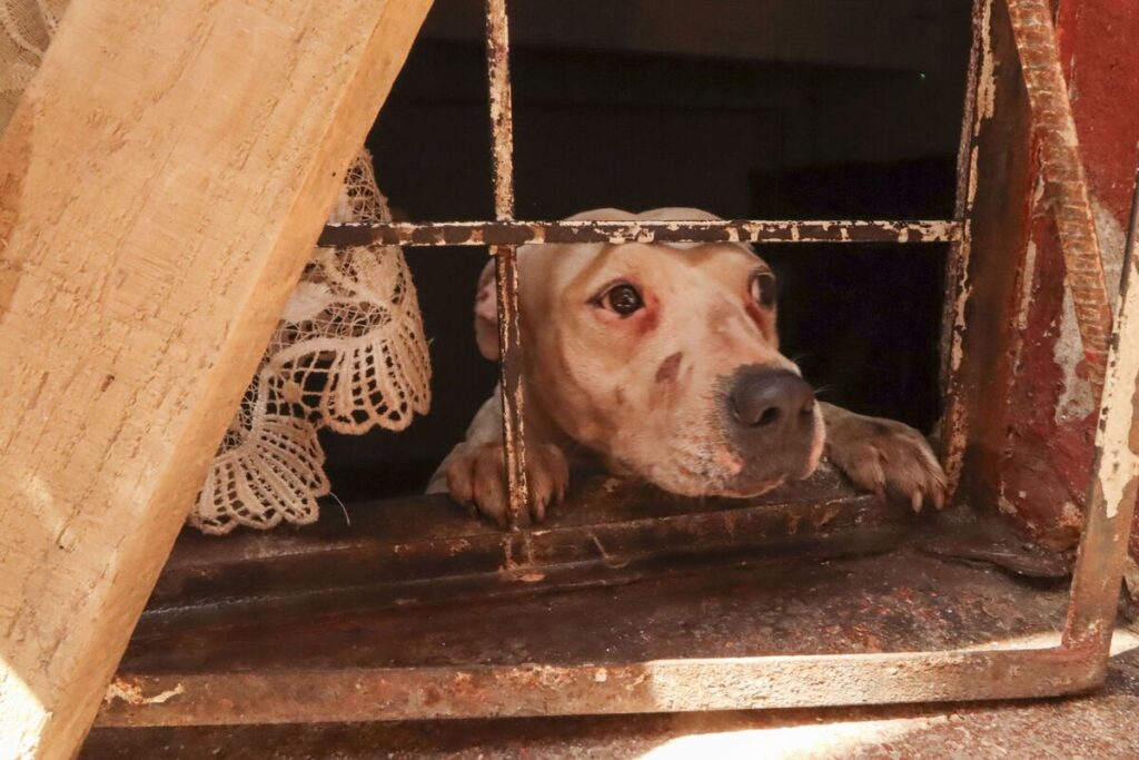 Puebla lanza Maltratómetro Animal: Niveles de maltrato y sanciones