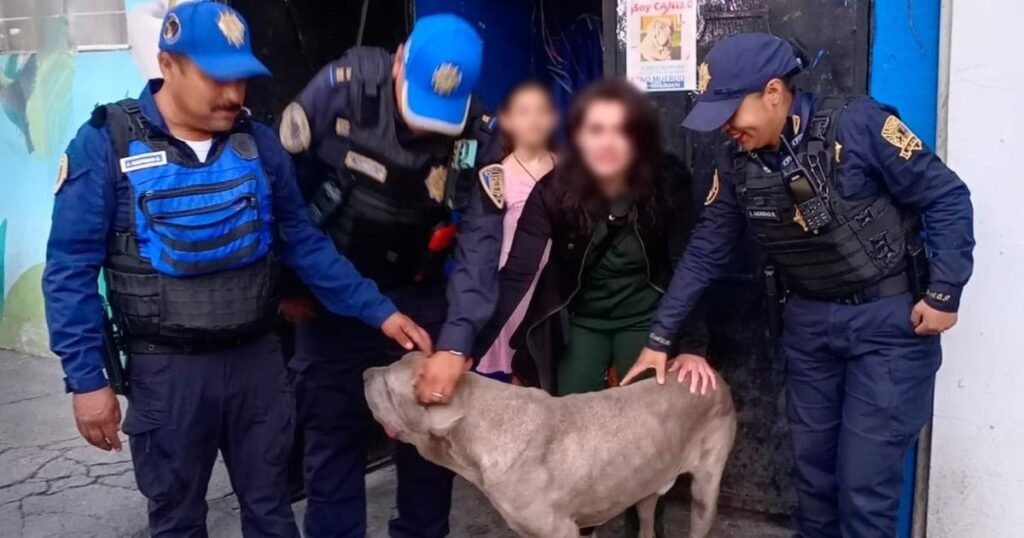 Perrito rescatado por SSC-CDMX en la Calzada Ignacio Zaragoza