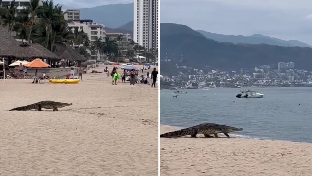 Cocodrilos aparecen muertos en Puerto Vallarta: qué está pasando y por qué preocupa a las autoridades
