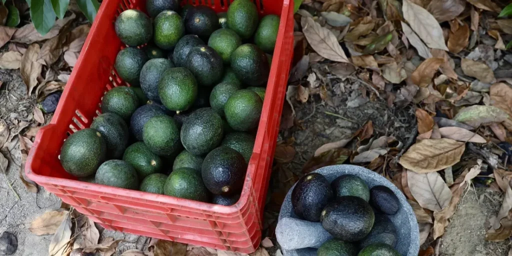 Inicia el piloto del Certificado Laboral de Agroexportación en el país
