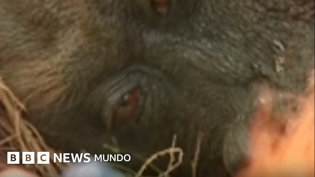 Un orangután herido encuentra esperanza tras el fuego