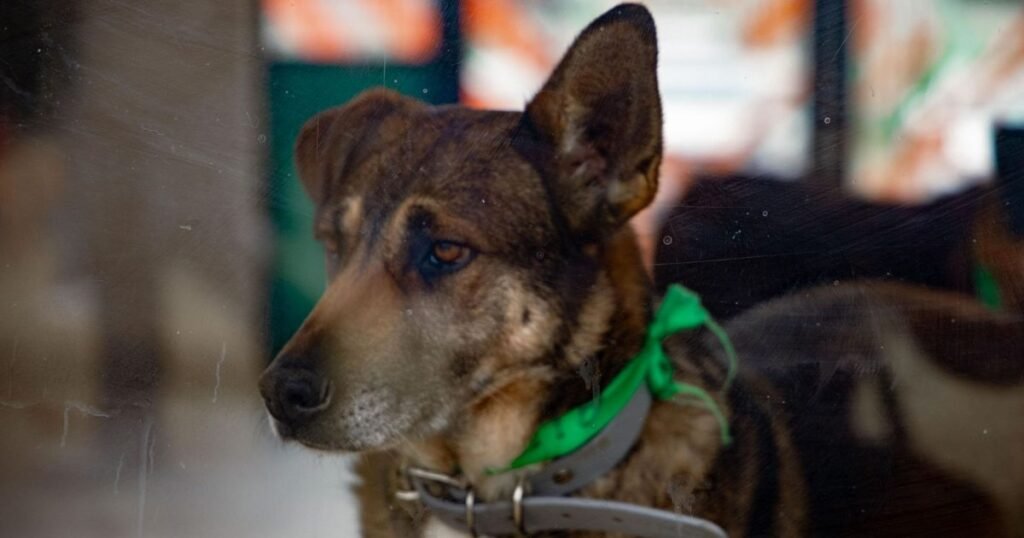 Refugio Franciscano acoge nuevamente a 156 perros rescatados